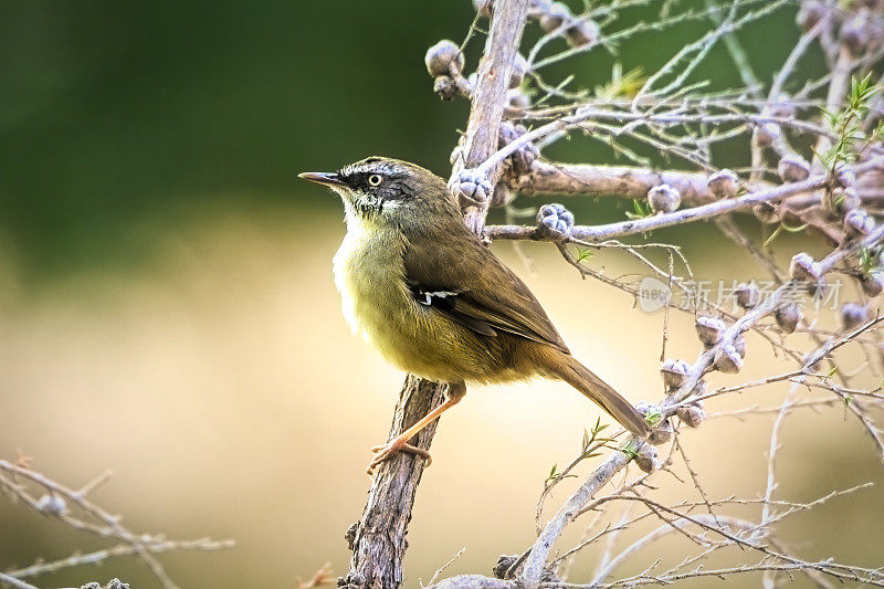 白眉鹪(frontalis Sericornis)